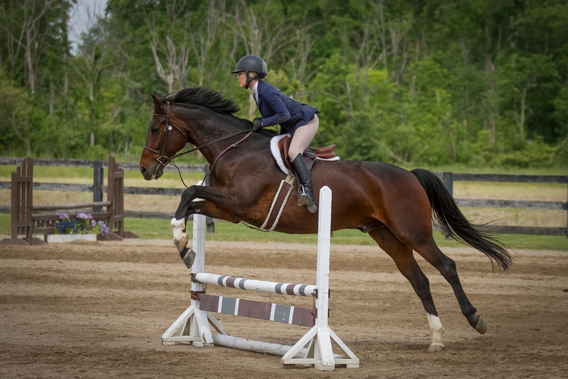 horse and rider navigating green hunter fence in show arena with steady rhythm and controlled posture, hunter jumper horses for sale