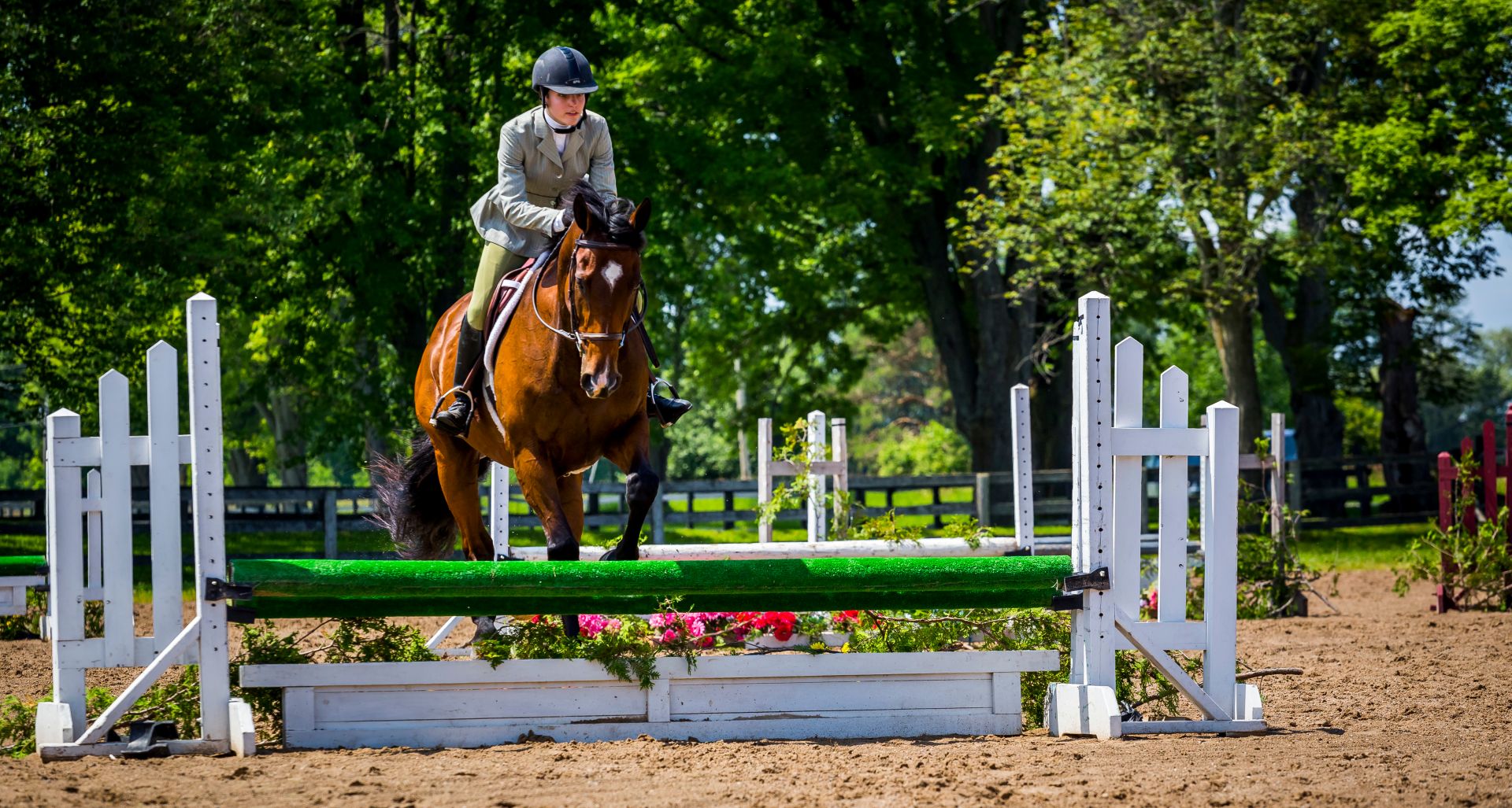 bay horse with rider performing forward canter jump in sand arena with clean form and balanced takeoff, hunter jumper horses for sale